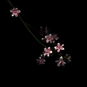 婷婷久久久亚洲欧洲日产国码av
